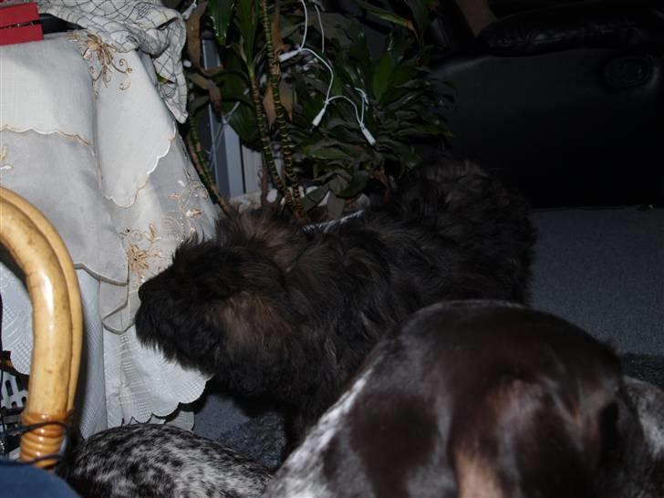 Bouvier des flandres | Buck |  I ENGLAND NU :( billede 16