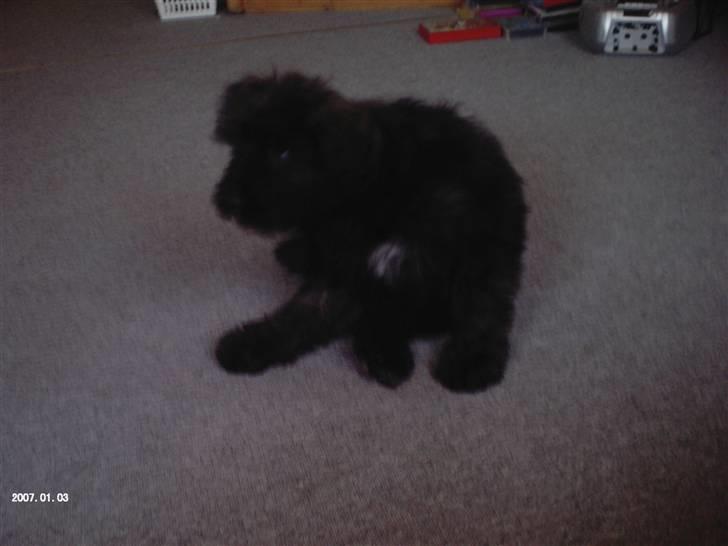 Bouvier des flandres | Buck |  I ENGLAND NU :( - Klør billede 17