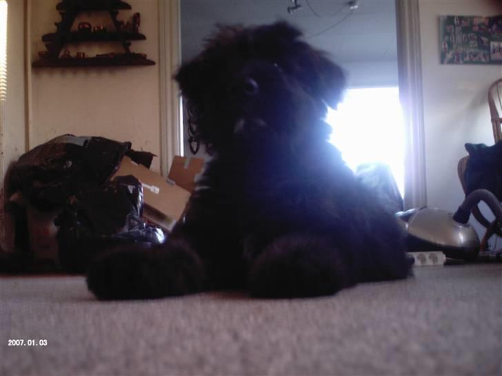 Bouvier des flandres | Buck |  I ENGLAND NU :( - STORE PoTER ELLER ? :b billede 18