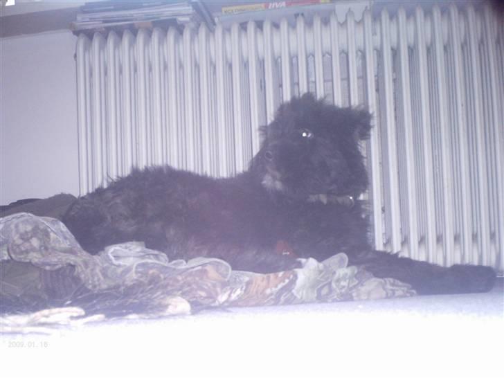 Bouvier des flandres | Buck |  I ENGLAND NU :( - Sover på Kims jagttøjh !  billede 19