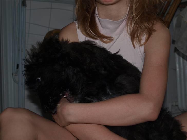 Bouvier des flandres | Buck |  I ENGLAND NU :( billede 20