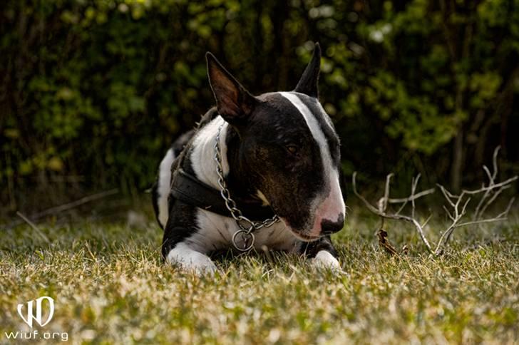 Bullterrier Zita (banditta) billede 17