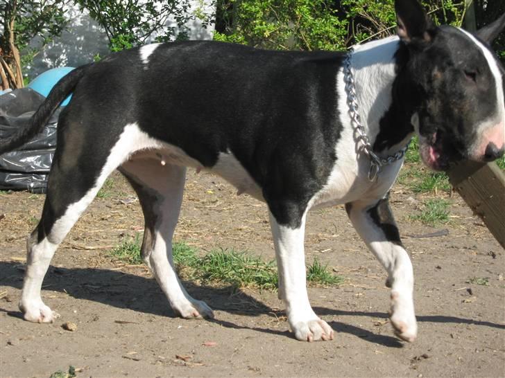 Bullterrier Zita (banditta) - nøj en pind!! billede 18