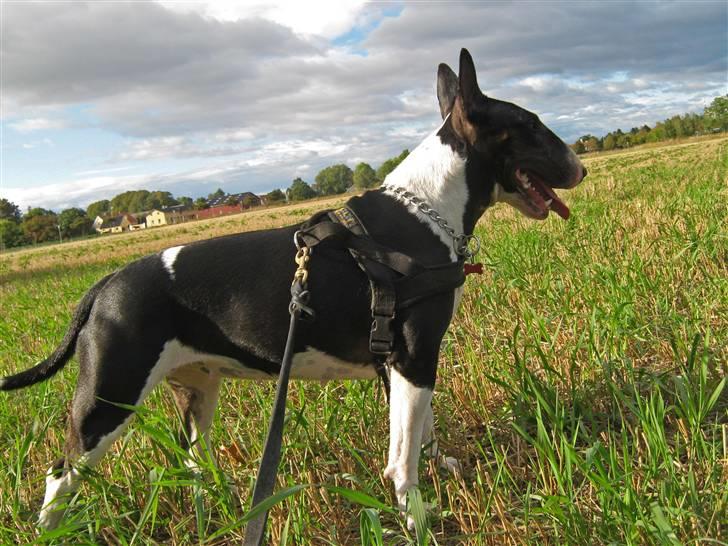 Bullterrier Zita (banditta) - Zita nyder udsigten billede 19