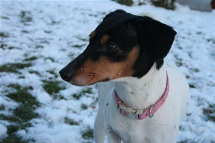 Dansk svensk gaardhund daisy  - NYT billede 20