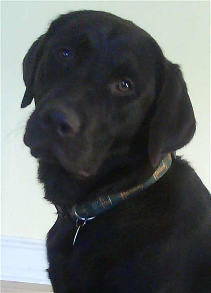 Labrador retriever Bailey billede 1