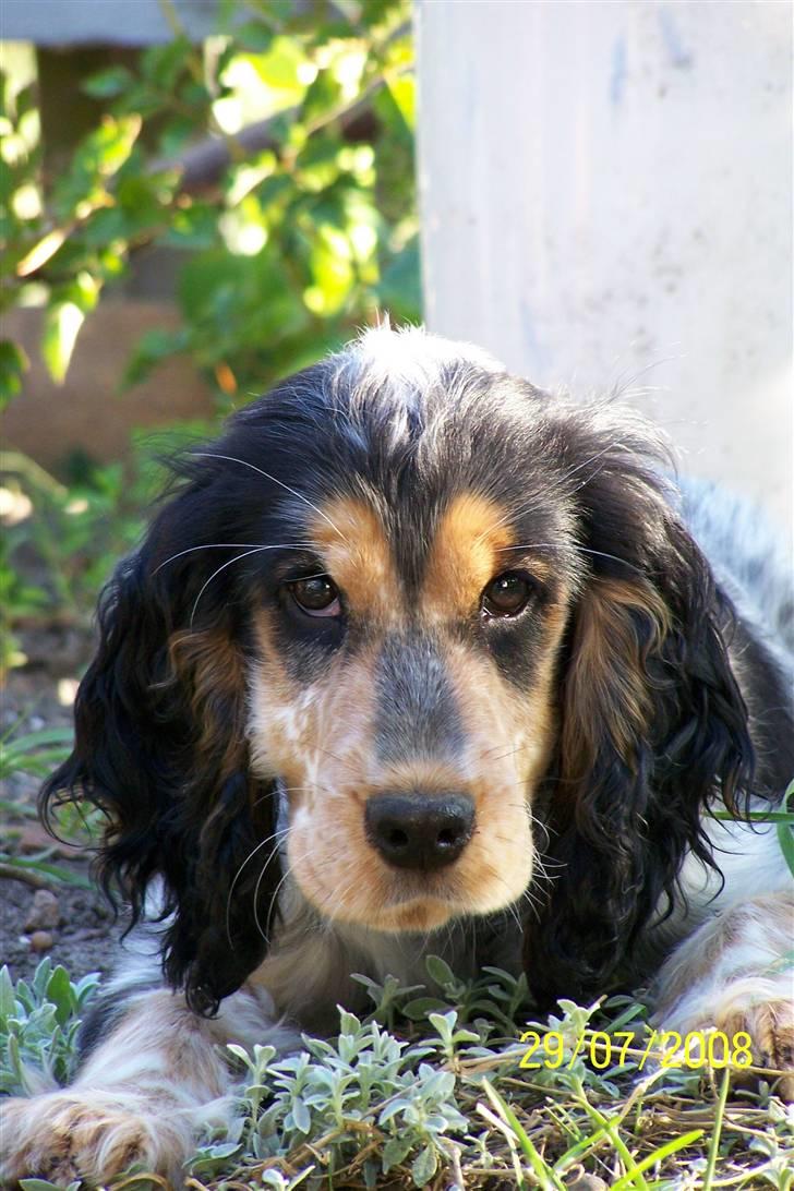 Cocker spaniel Nanna - Næsten 4 mdr billede 8