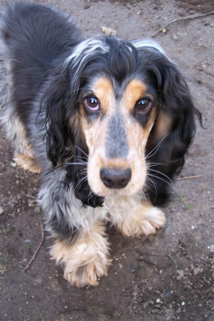 Cocker spaniel Nanna billede 9