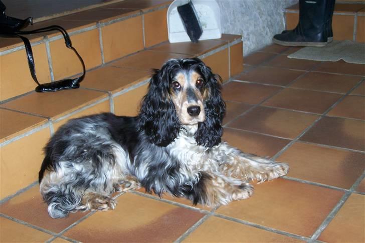 Cocker spaniel Nanna billede 10