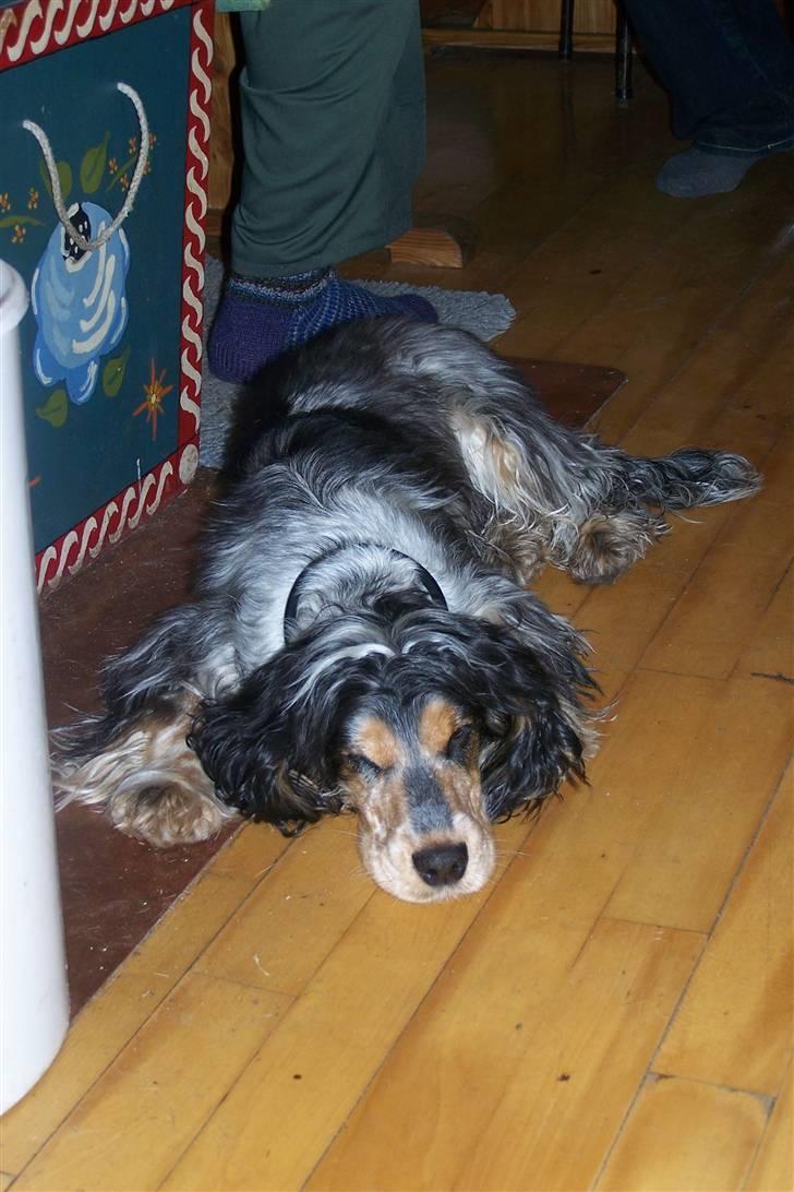 Cocker spaniel Nanna - Nanna tager sig en slapper. julen 2008 billede 11