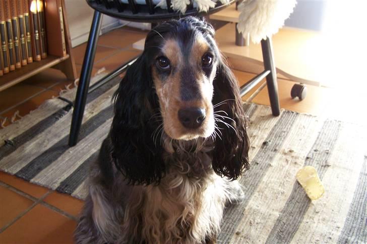Cocker spaniel Nanna - Nanna feb. 2009. 10 mdr gammel billede 12