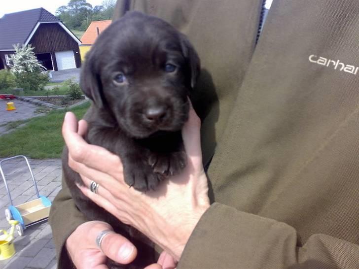 Labrador retriever Bailey - 4 uger gl. billede 2