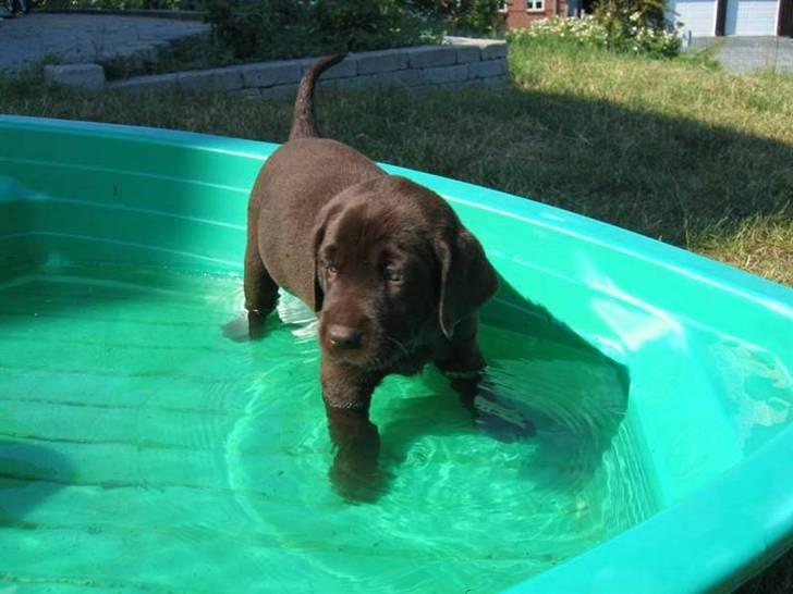 Labrador retriever Bailey - 6 uger gl. billede 3