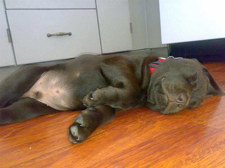 Labrador retriever Bailey - 10 uger gl. billede 4