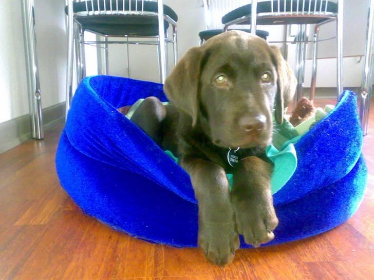 Labrador retriever Bailey - 13 uger gl. billede 5