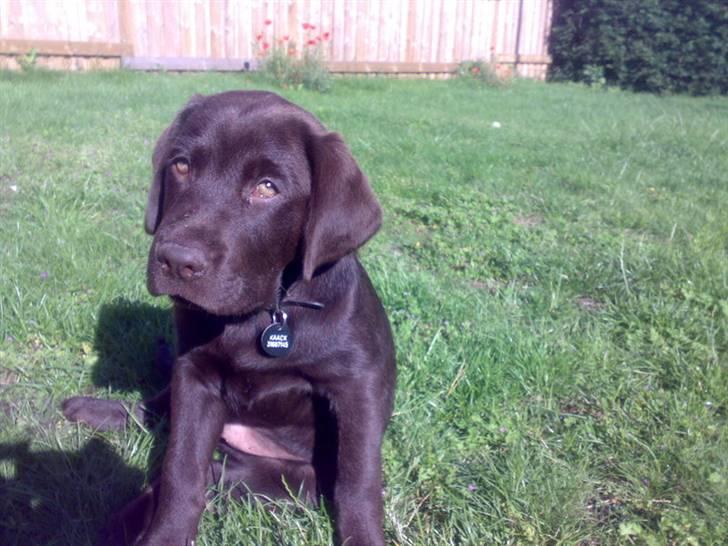 Labrador retriever Bailey - 4 mdr gl. billede 6