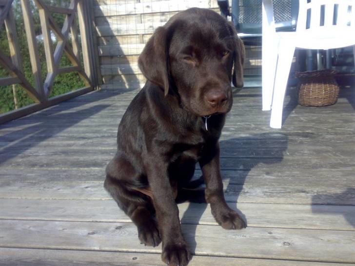Labrador retriever Bailey - 5 mdr l. billede 7