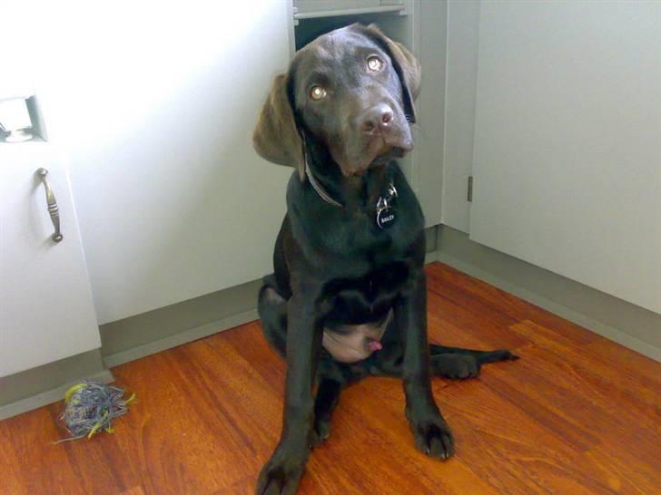 Labrador retriever Bailey - 7 mdr. gl. billede 8