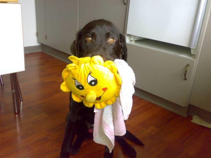 Labrador retriever Bailey - 8 mdr. gl. billede 9