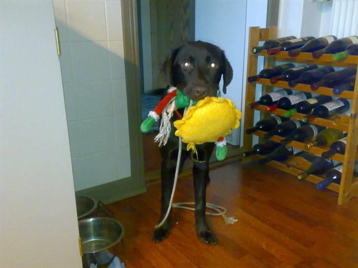 Labrador retriever Bailey - 9 mdr. gl. billede 10