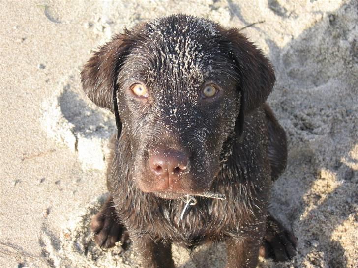 Labrador retriever Bailey - 6 mdr. gl. billede 11