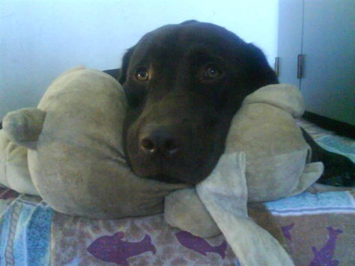 Labrador retriever Bailey - 11 mdr. gl. billede 12