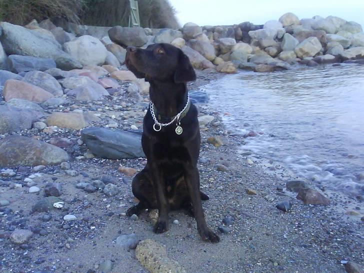 Labrador retriever Bailey - 1 år`s fødselsdagen... billede 13