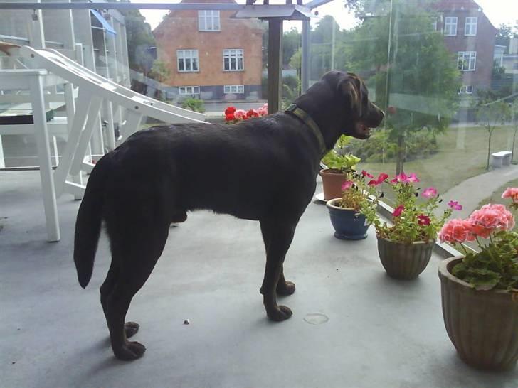 Labrador retriever Bailey - 14 mdr. gl. billede 14