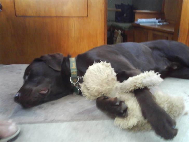 Labrador retriever Bailey - 16 mdr. gl. billede 15