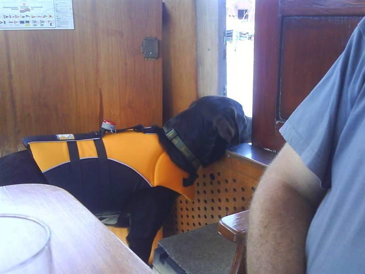 Labrador retriever Bailey - 1 ½ år gl. billede 16