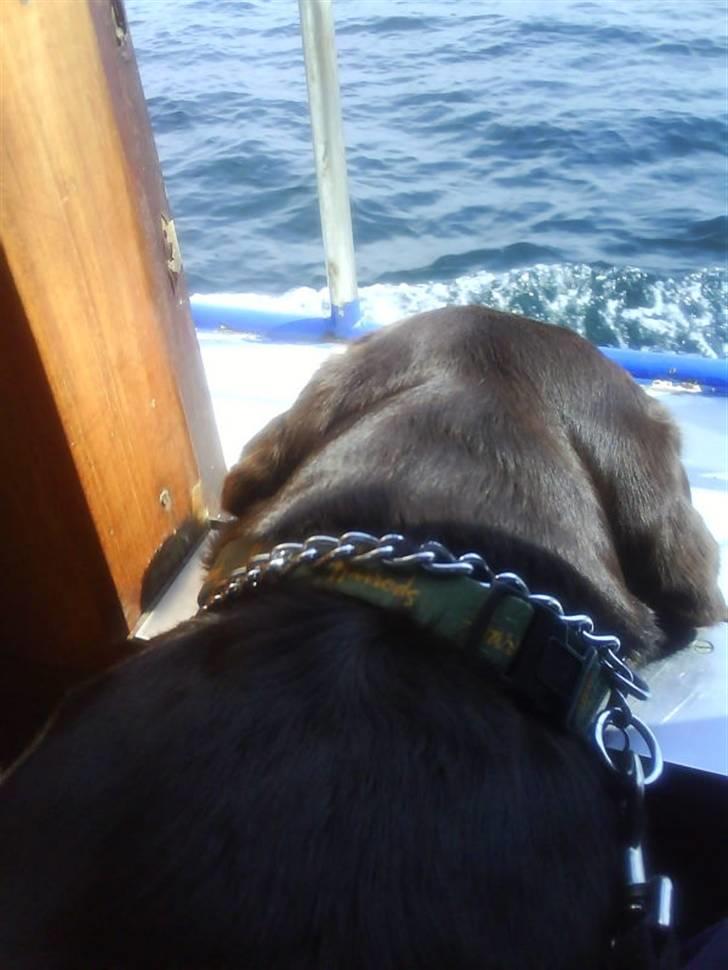 Labrador retriever Bailey - 1 ½ år gl. billede 17