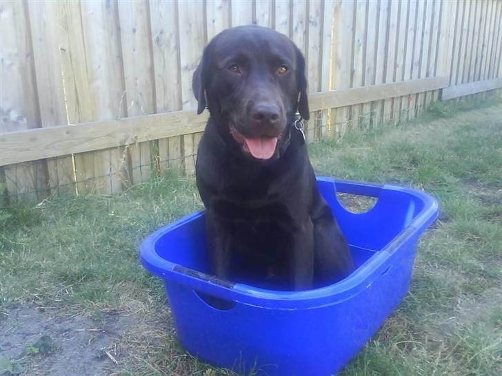 Labrador retriever Bailey - 19 mdr.gl. billede 18