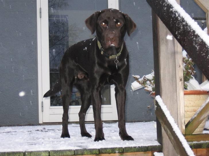 Labrador retriever Bailey - 21 mdr. gl. billede 19