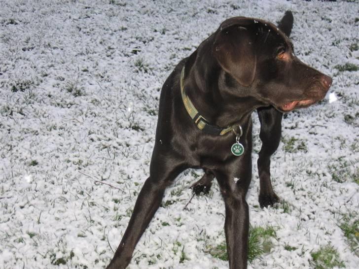 Labrador retriever Bailey - 21 mdr. gl. billede 20