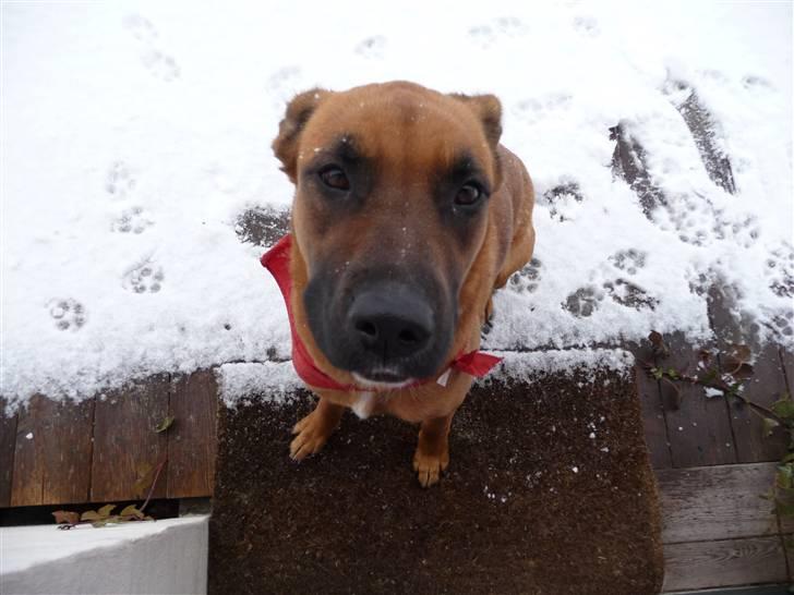 Blanding af racer Nynne R.I.P - Nynne ude i sneen billede 1