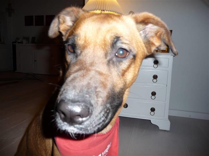 Blanding af racer Nynne R.I.P - Jeg vil være fotomodel billede 2