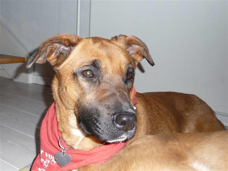 Blanding af racer Nynne R.I.P - Se! lige miiig billede 3