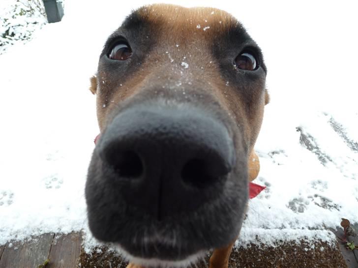 Blanding af racer Nynne R.I.P - Vil i ikke nok give velkommens point billede 4