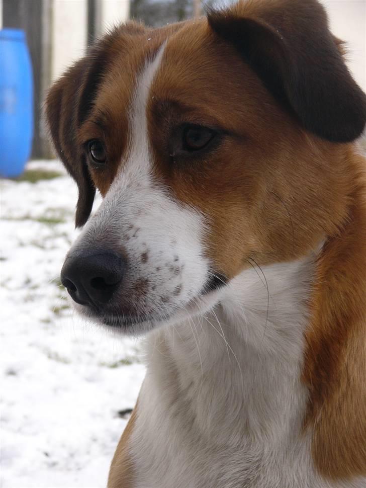 Blanding af racer Mille - Kært udtryk... Jeg er ved at smide noget til hende. Taget d.17 feb - 09 billede 12