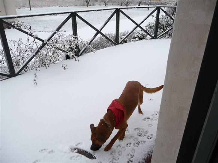 Blanding af racer Nynne R.I.P - det er vel nok sjovt at lege i sneen billede 5