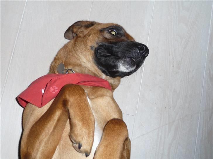 Blanding af racer Nynne R.I.P - klø mig lige billede 6