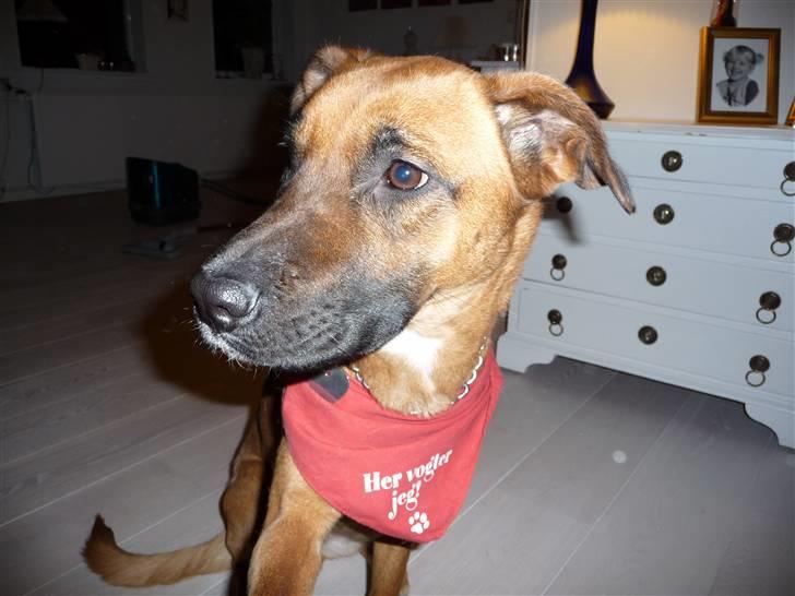 Blanding af racer Nynne R.I.P - her vogter jeg billede 7