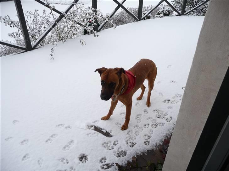 Blanding af racer Nynne R.I.P - hov det har sneet billede 8