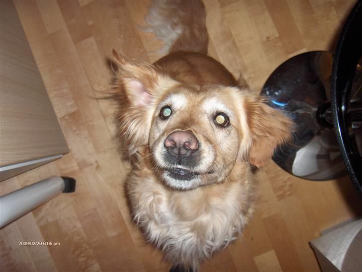 Golden retriever Alu billede 15