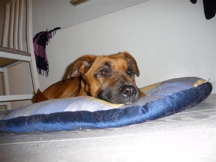 Blanding af racer Nynne R.I.P - arre jeg er træt billede 9