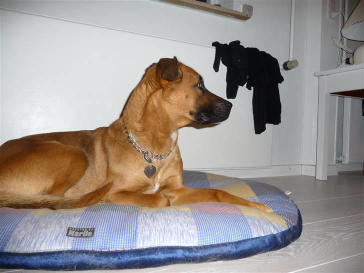 Blanding af racer Nynne R.I.P - Hvad er det der sker der henne billede 10