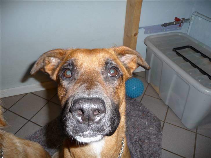 Blanding af racer Nynne R.I.P - Mååå jeg lige snuse og jeg liner (skubi du) billede 11