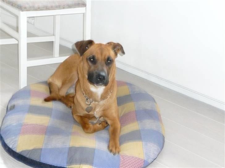 Blanding af racer Nynne R.I.P - Nu er jeg klar til at få taget billede billede 12