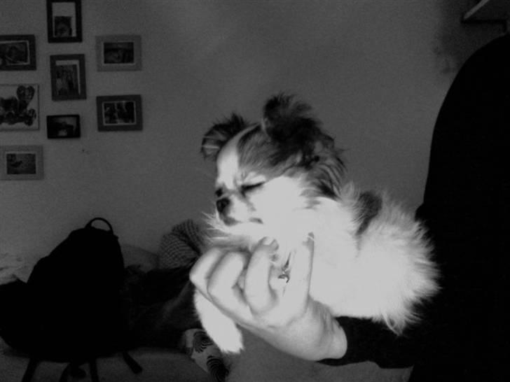 Chihuahua Soffy billede 12