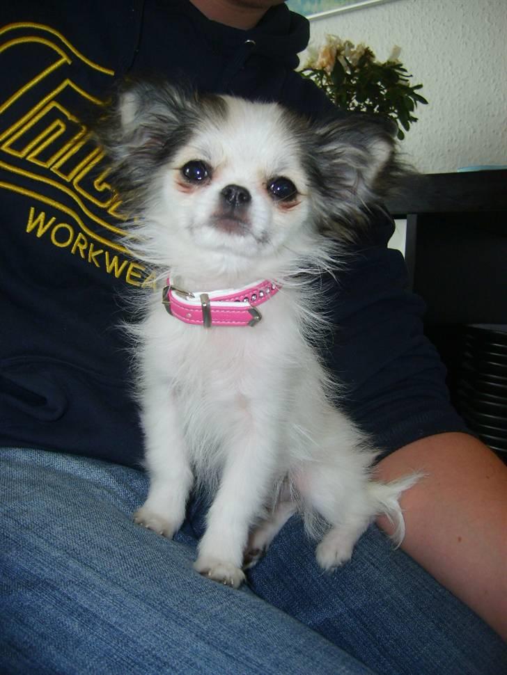 Chihuahua Soffy billede 13